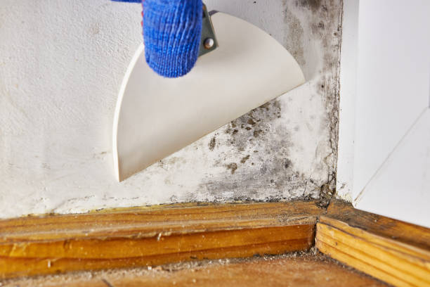 Best Attic Mold Removal  in Auburn, KS