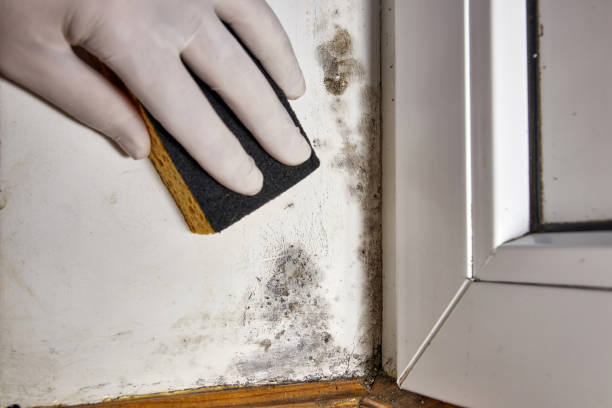 Best Mold Documentation for Insurance Claims  in Auburn, KS