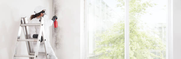 Reliable Auburn, KS Mold Removal Solutions
